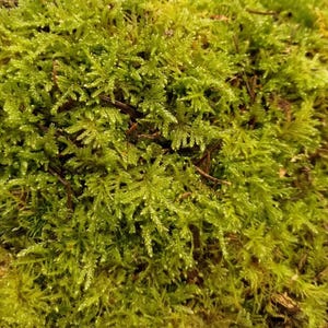 May include: Close-up of vibrant green moss with a textured, layered appearance. The moss has a dense, natural look, with small, delicate leaves and a mix of light and dark green hues. Some brown twigs are visible.