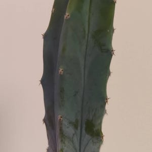Rare Myrtillocactus geometrizans Blue Myrtle Cactus Indoor Easy Care Succulent Plant Gift 6cm Pot