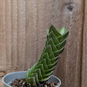 May include: A Crassula pyramidalis succulent plant with tightly stacked, triangular, dark green leaves forming a vertical column, planted in a small, plain grey plastic pot filled with dark potting soil.