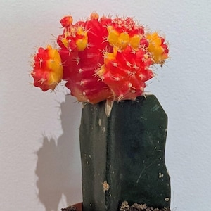 May include: A grafted cactus featuring a vibrant, multi-lobed top section in bright shades of red and yellow with small, sharp spines. This colourful top is attached to a tall, dark green, columnar base that is planted in a small brown pot.
