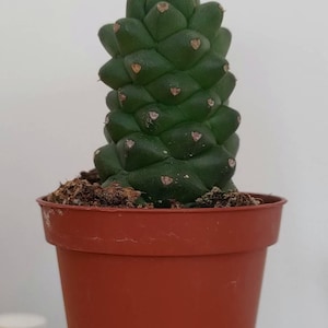 May include: A green cactus, with a distinctive textured surface, similar to a pinecone, is planted in a small, terracotta-coloured pot. The plant has small, light-coloured spots. The pot is filled with soil.