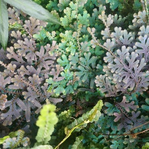 May include: Close-up of a variety of ferns in shades of green, teal, and lavender. The leaves have a delicate, textured appearance, creating a lush, natural aesthetic. The image showcases the intricate details of the foliage.