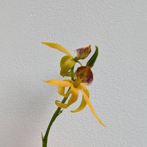 May include: A vibrant yellow orchid flower with elongated, slender petals and a central labellum featuring deep purple and maroon markings. The flower is attached to a thin, green stem, showcasing a delicate structure and bright colour contrast.