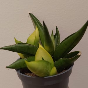 May include: A Sansevieria plant in a dark grey plastic pot. The plant features thick, pointed, succulent leaves with a variegated pattern of deep forest green and bright yellow. The leaves grow in a dense, upright cluster from the soil surface.