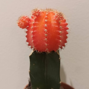 May include: A vibrant orange moon cactus with a smaller orange offset attached to the side, grafted onto a tall, dark green columnar cactus base. The plant is potted in a small brown container filled with dark soil and wood chip mulch.