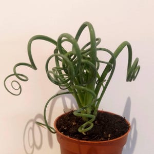 May include: A Frizzle Sizzle plant, also known as Albuca spiralis, featuring distinctively long, thin, green leaves that curl into tight spirals. The plant is potted in a small, round, terracotta-coloured plastic container filled with dark potting soil.