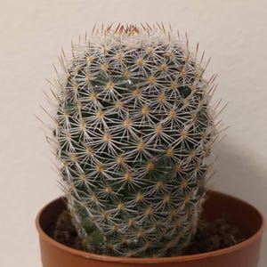 Mammillaria elegans Pin Cushion Cactus Unusual Indoor Flowering Succulent House Plant 6cm Pot