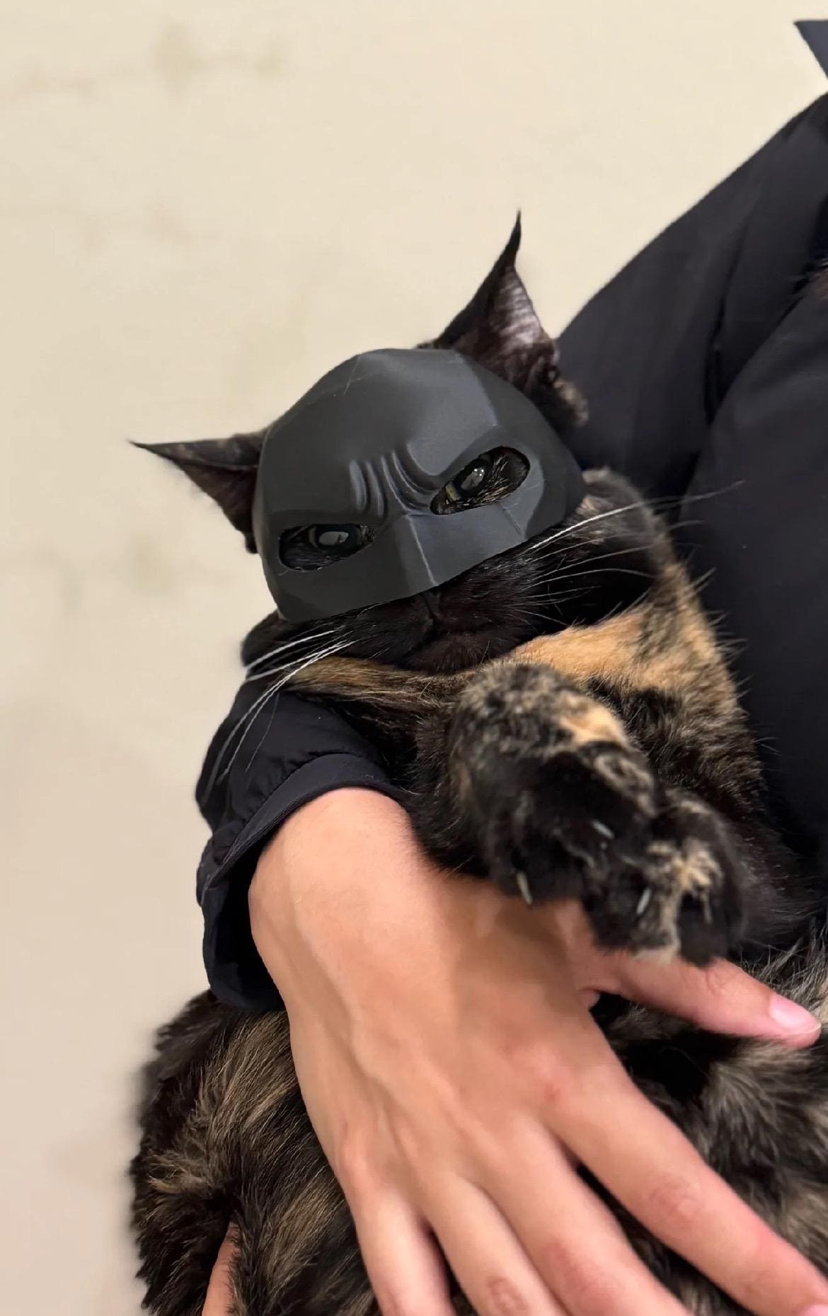 Mask Batman Cat Costume Bat Cat Mask Cat In Batman Costume Cat Batman  Costume CatMan, image size:1170x1859
