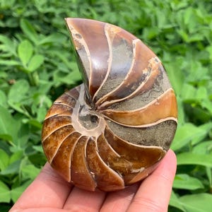 Natural Ammonite Fossil Conch,quartz crystal,Crystal Fossil,Fossil Specimen,Crystal Specimen,Energy Crystal Gifts 1pc