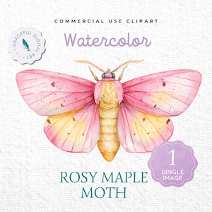 Pode incluir: Uma ilustração em aquarela de uma mariposa com asas vibrantes em rosa e amarelo, um corpo amarelo felpudo e antenas finas. O texto diz: COMMERCIAL USE CLIPART, Watercolor, 1 SINGLE IMAGE, ROSY MAPLE MOTH, e GRACEFUL DIGITAL ART.