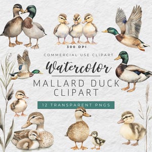 Aquarel wilde eenden clipart, 300DPI digitale PNG-bestanden, transparante achtergrond PNG, kunst aan de muur eenden, eend familie clipart voor babyshowers