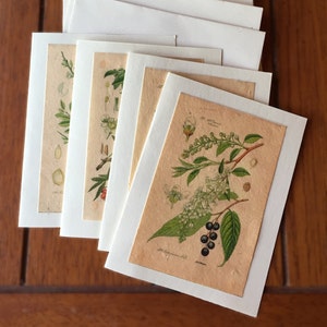 Tarjetas de papel de semillas / Conjunto de 4 / Plantable / Diseños vintage