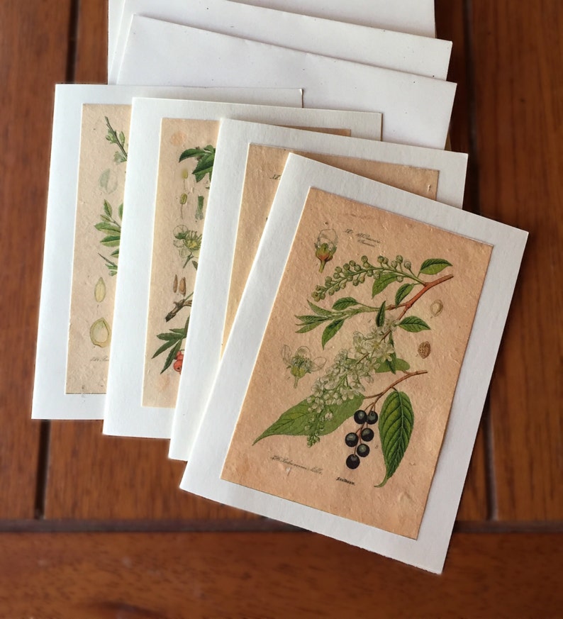 Seed Paper Cards / Set of 4 / Plantable / Vintage Designs Etsy Norway