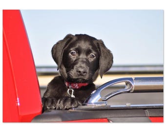 Man's Best Friend Aluminum Print - Vivid Dog Art for Modern Decor - Sleek Home & Office Wall Art