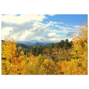 Glowing Aspens Aluminum Print – Vibrant Fall Colors, Mountain & Aspen Trees