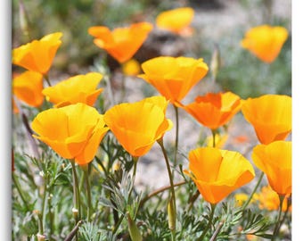 Canvasprint Arizona Poppies – Levendige bloemenmuurkunst