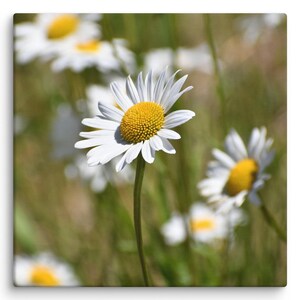 White Daisy Canvas Print – Timeless Floral Wall Art, Nature-Inspired Home Décor, Gift for Flower Lovers – Debra Bick Photo Gifts