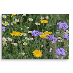 Spring Wildflower Bloom Canvas Print – Vibrant Floral Wall Art, Nature Photography Home Décor – Debra Bick Photo Gifts