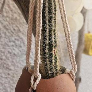 Può includere: Un cactus alto, verde e spinoso piantato in un vaso rotondo color terracotta opaco. Il vaso è sospeso tramite quattro spesse corde di cotone ritorto color crema, annodate attraverso fori sui lati del contenitore in argilla per appenderlo.