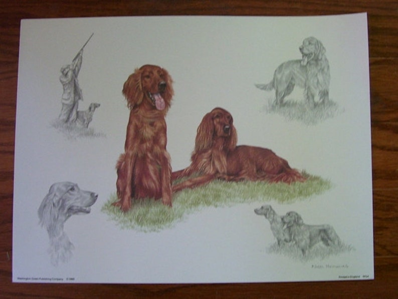 Dog Print Irish Red Setter Bird Dogs Poster Print by British Etsy