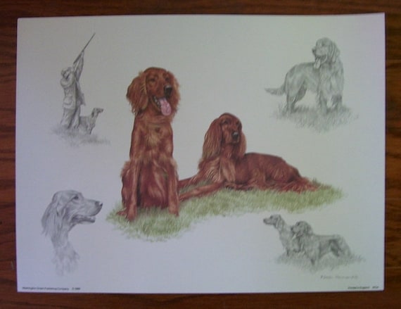 Dog Print Irish Red Setter Bird Dogs Poster Print By British Etsy
