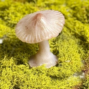 Puede incluir: Una pequeña figurita de hongo de cerámica blanca con una tapa y un tallo detallados. El hongo está sentado en un lecho de musgo verde.