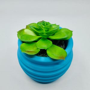 May include: A small, blue, textured pot with a green succulent plant inside.