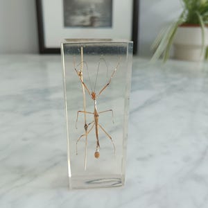 Real Stick Insect in Clear Resin Block, Taxidermy Entomology Specimen, Lucite Bug Paperweight, Oddities and Curiosities, Science Gift