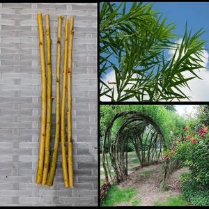 May include: A selection of yellow willow rods, arranged vertically against a grey brick backdrop. The image also features close-ups of willow leaves and a woven willow archway in a garden setting.