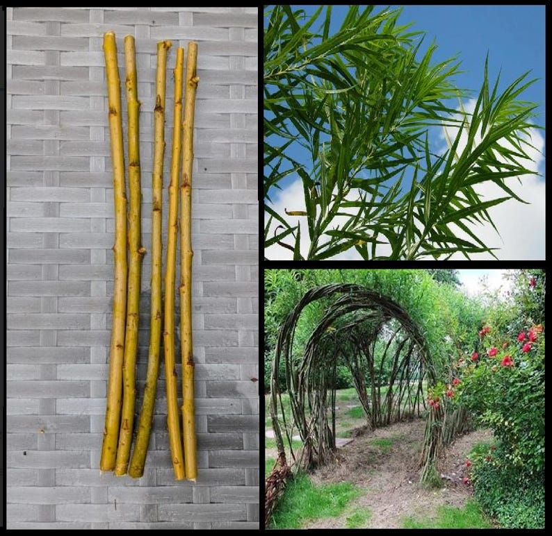 Osiery Living Willow Whips (x5) | Common Osier Cuttings | Salix Viminalis ...