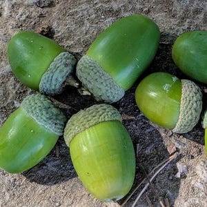 Large English Oak Tree Acorns x 10 | Quercus Robar | Harvested in the UK | Healthy Seeds | Arts Crafts and Wedding Decor | Nature & Plants