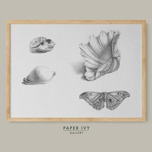 Coastal art decor Hamptons style decor wall art for bathroom nautical art sea shells digital print instant download beach house art