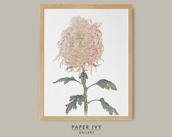 Vintage Japanese flower print, ukiyo e chrysanthemum art wall decor, pale pink vintage printable flower print gift for her