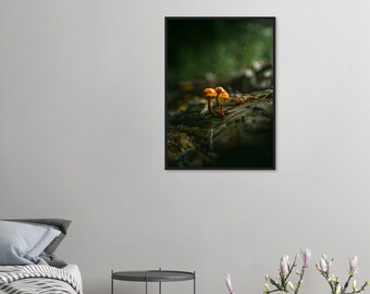 May include: Two small orange mushrooms growing on a dark green mossy log in a woodland setting.