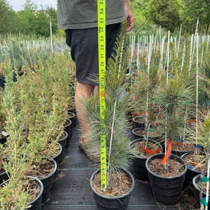 May include: A potted pine tree, approximately 24 inches tall, is measured with a yellow tape measure. The tree has blue-green needles and is in a black plastic pot. Other potted trees are visible in the background.