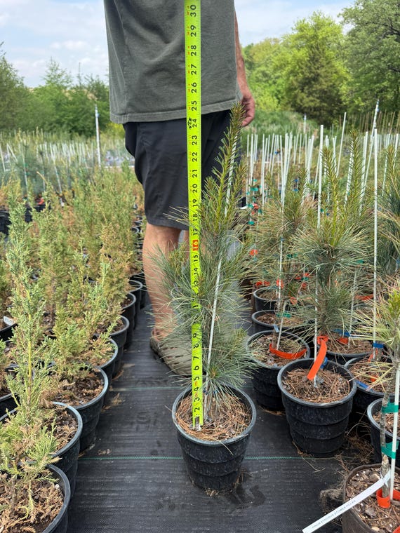 Pinus strobus ‘Stowe Pillar’ Eastern White Pine, 1 gallon