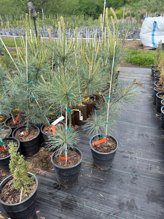Blue Clovers White Pine: Conifer Tree, 1 Gallon