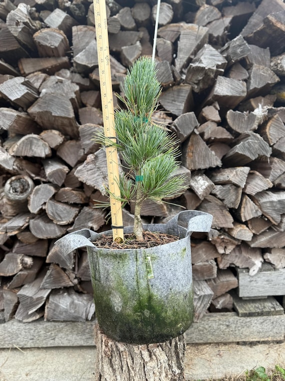 Algonquin Pillar Swiss Stone Pine, Pinus cembr, 3 gallon
