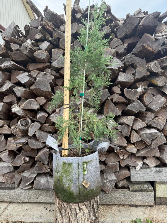 Taylor Juniper, Juniperus virginiana 'Taylor', 3 Gallon