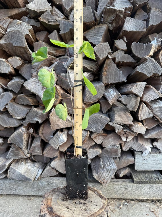 Eastern Redbud (Cercis canadensis), 1 Year Seedling