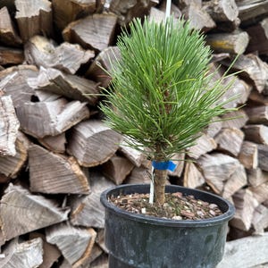 Black Prince Austrian Pine: Dwarf Evergreen, 1 Gallon