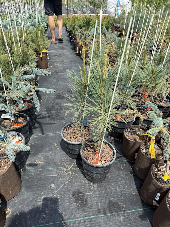 Vanderwolf’s Pyramid Limber Pine Evergreen Tree, 1 Gallon