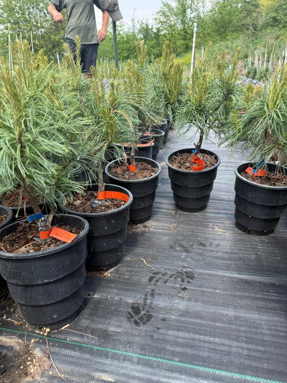 Mini Twists Eastern White Pine, Evergreen, 1 Gallon
