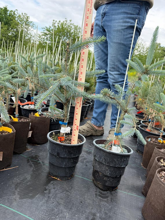Whiskey Blue Black Hills Spruce: Picea Glauca - 1 Gallon