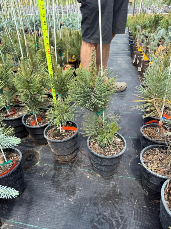 Kaleidoscope Bosnian Pine, Pinus leucodermis ‘Kaleidoscope’, 1 gallon