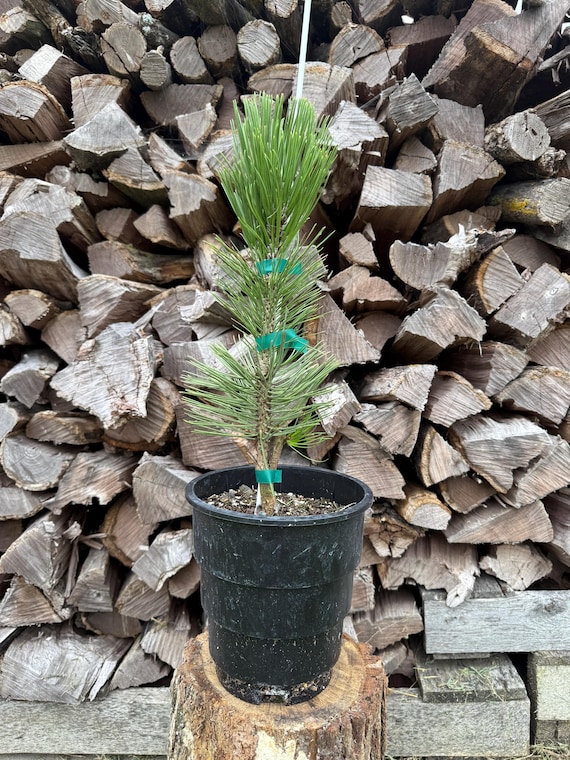 Kaleidoscope Bosnian Pine, Pinus leucodermis ‘Kaleidoscope’, 1 gallon