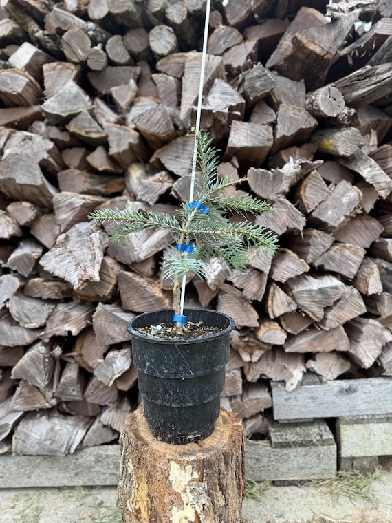 Leuteneggeri Fir, Abies grandis × concolor, 1 gallon