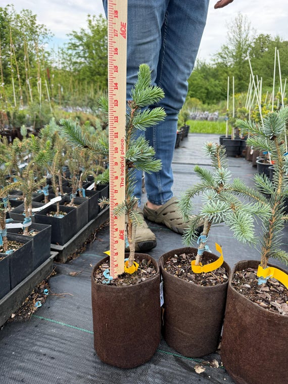 Blue Serbian Spruce Tree: Picea Omorika 'Blue Sky', 1 Gal