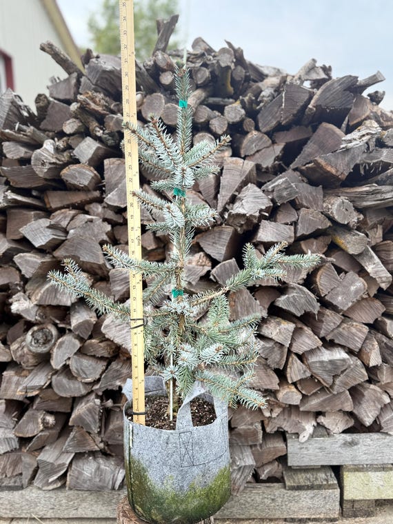 Blue Serbian Spruce Tree: Picea Omorika 'Blue Sky', 3 Gallon