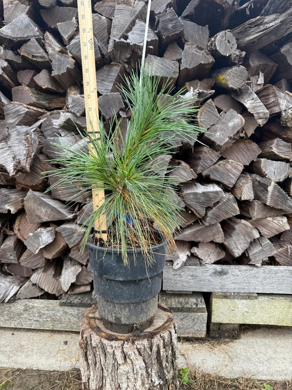 Wiethorst Hybrid Pine, Pinus x schwerinii 'Weithorst', 1 gallon